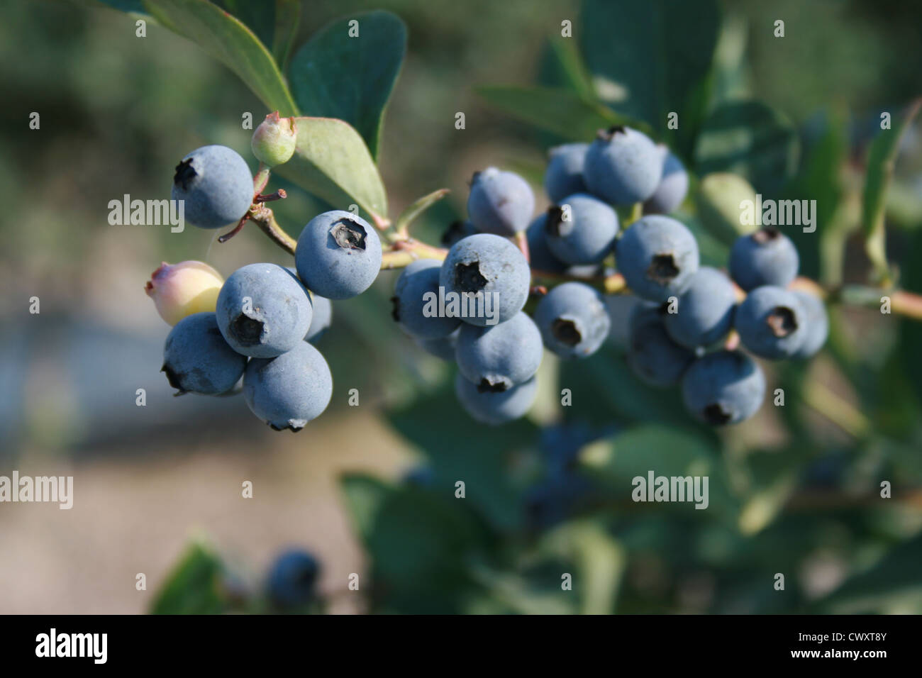 blue blueberries berries fruit farm produce food Stock Photo