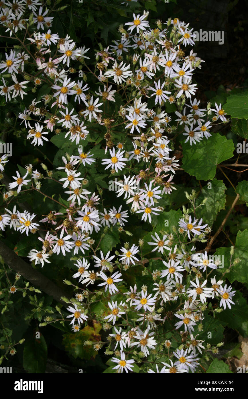 white flower pictures daisy small tiny wildflower pictures and photos Stock Photo