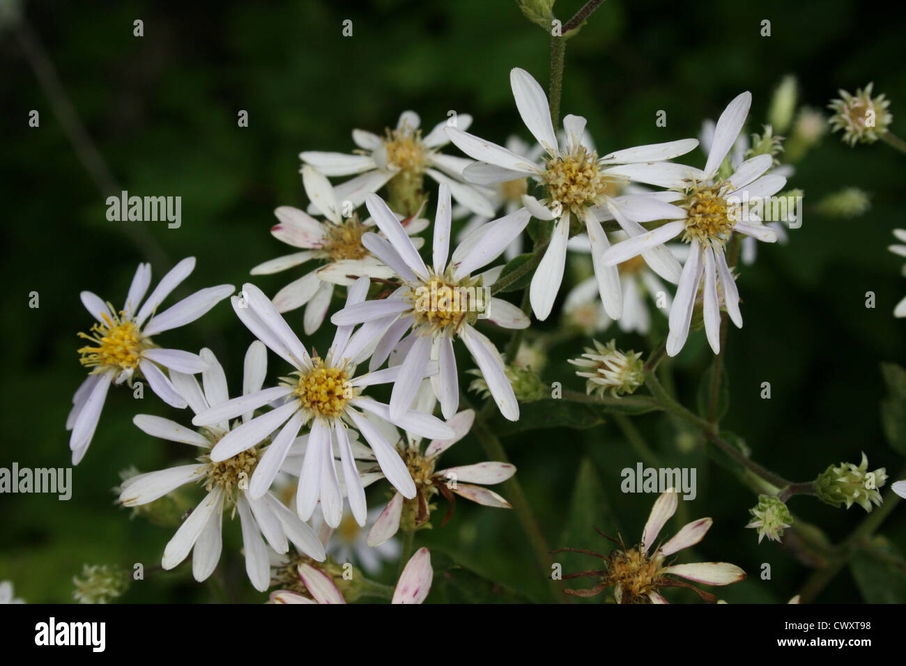 white flower pictures daisy small tiny wildflower pictures and photos Stock Photo