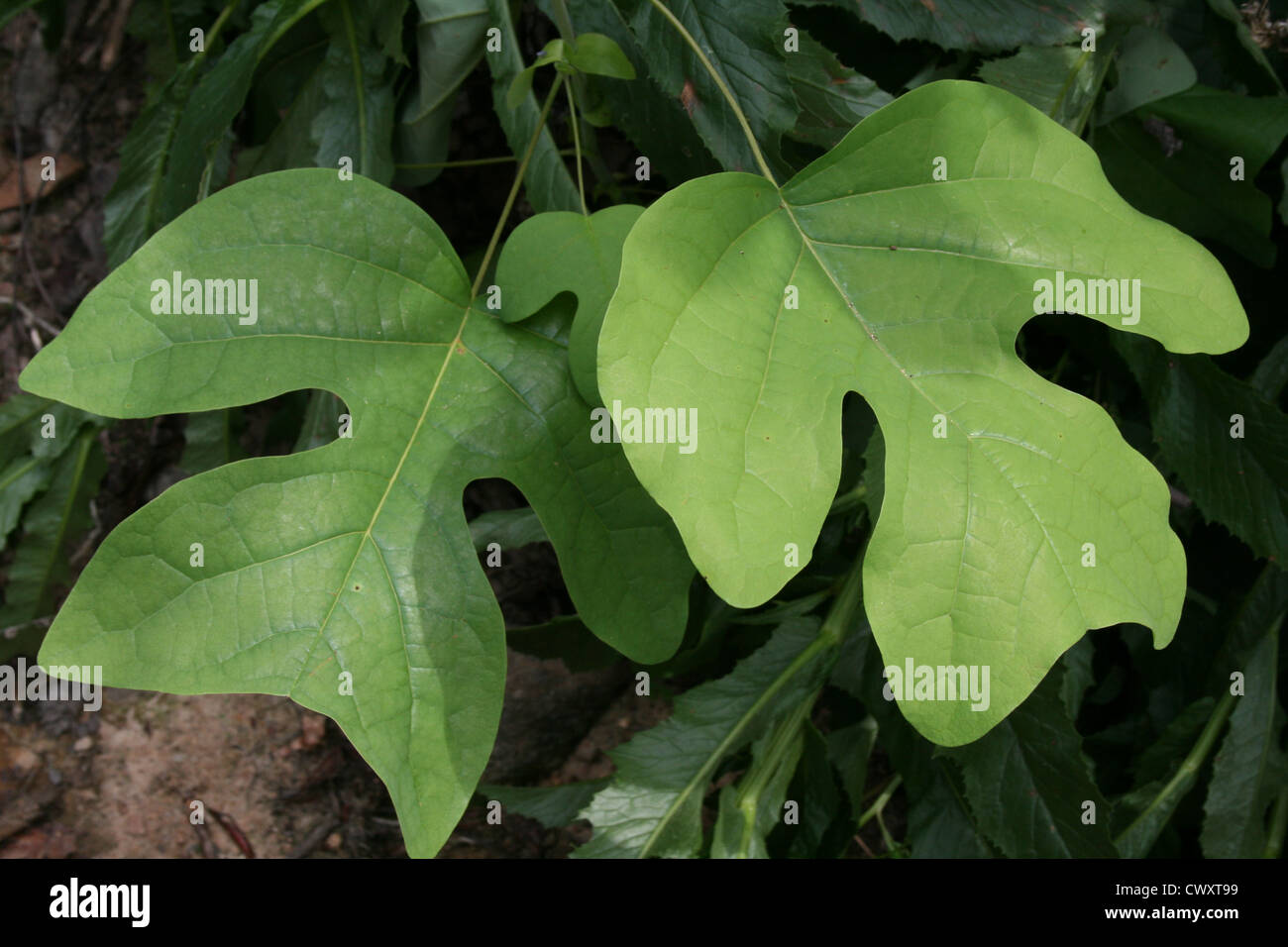 green tree leaf leaves picture greens Stock Photo
