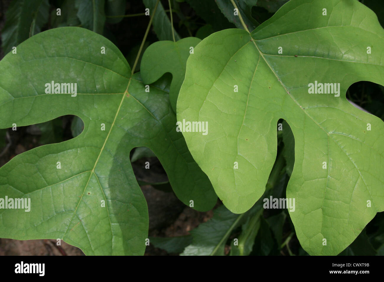 tree leaf leaves picture green greens Stock Photo
