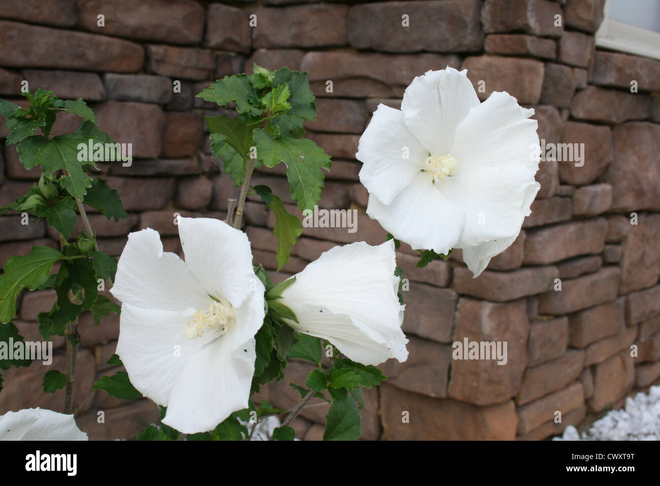 hibiscus white flower picture Stock Photo