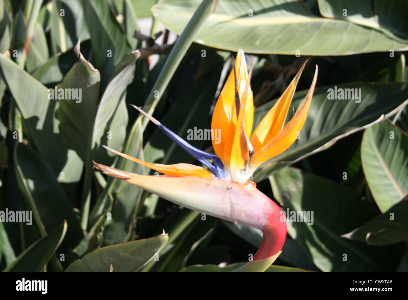 bird of paradise flower fine art photography picture Stock Photo