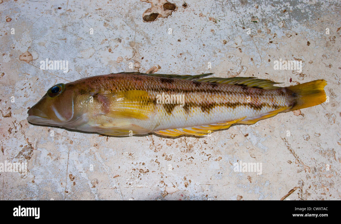 Yellow Cod (Parapercis gilliesi): bycatch from trawl net on a commercial fishing trawler. Stock Photo