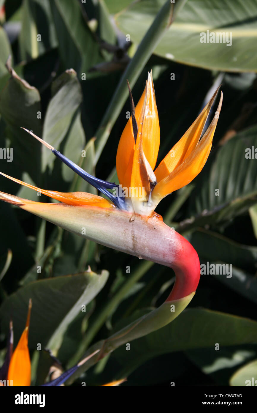 bird of paradise flower fine art photography picture Stock Photo - Alamy