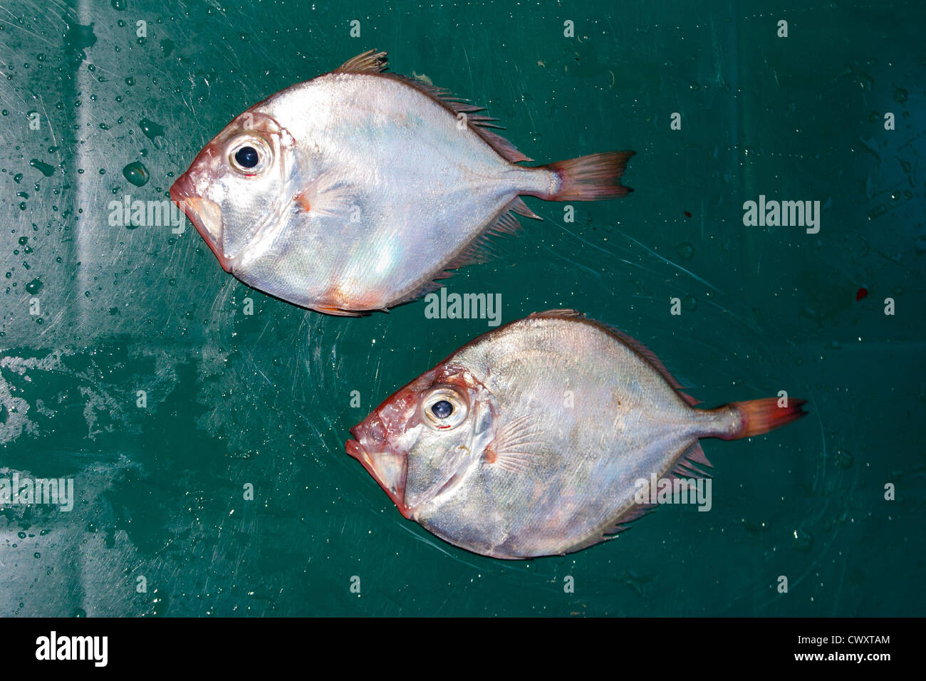 Capro Dory (Capromimus abbreviatus): also known as Silver-dollar fish: by-catch in a trawl net. Stock Photo