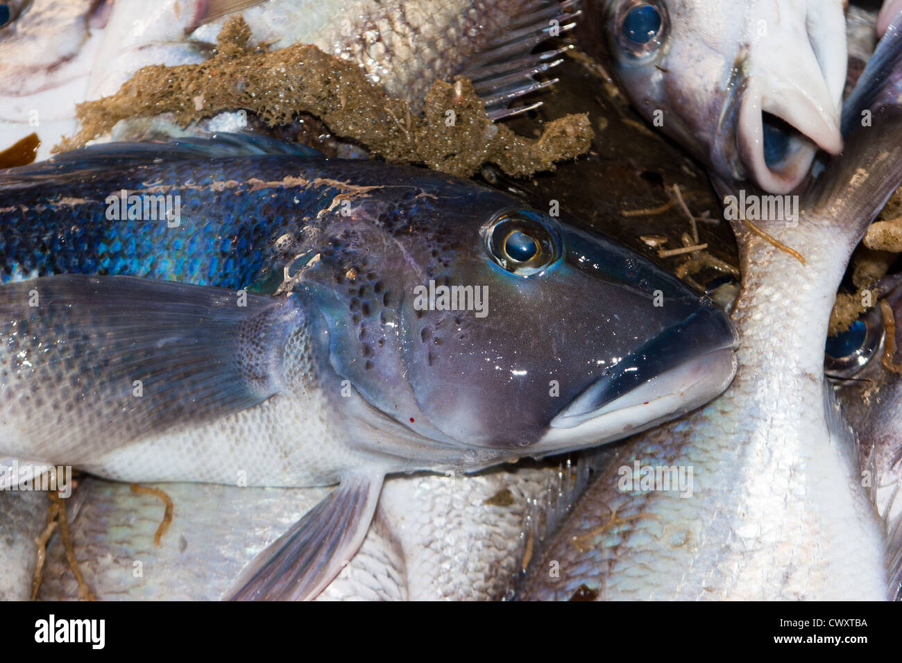 Blue Cod: haul from trawl net on a commercial fishing trawler. (Parapercis colias) Stock Photo
