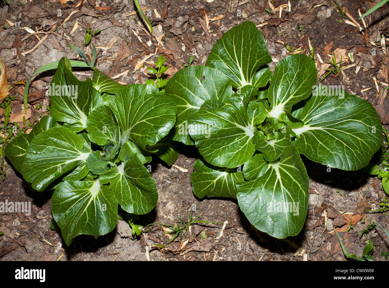 Bok Choy Chinese Cabbage (brassica rapa Stock Photo Alamy