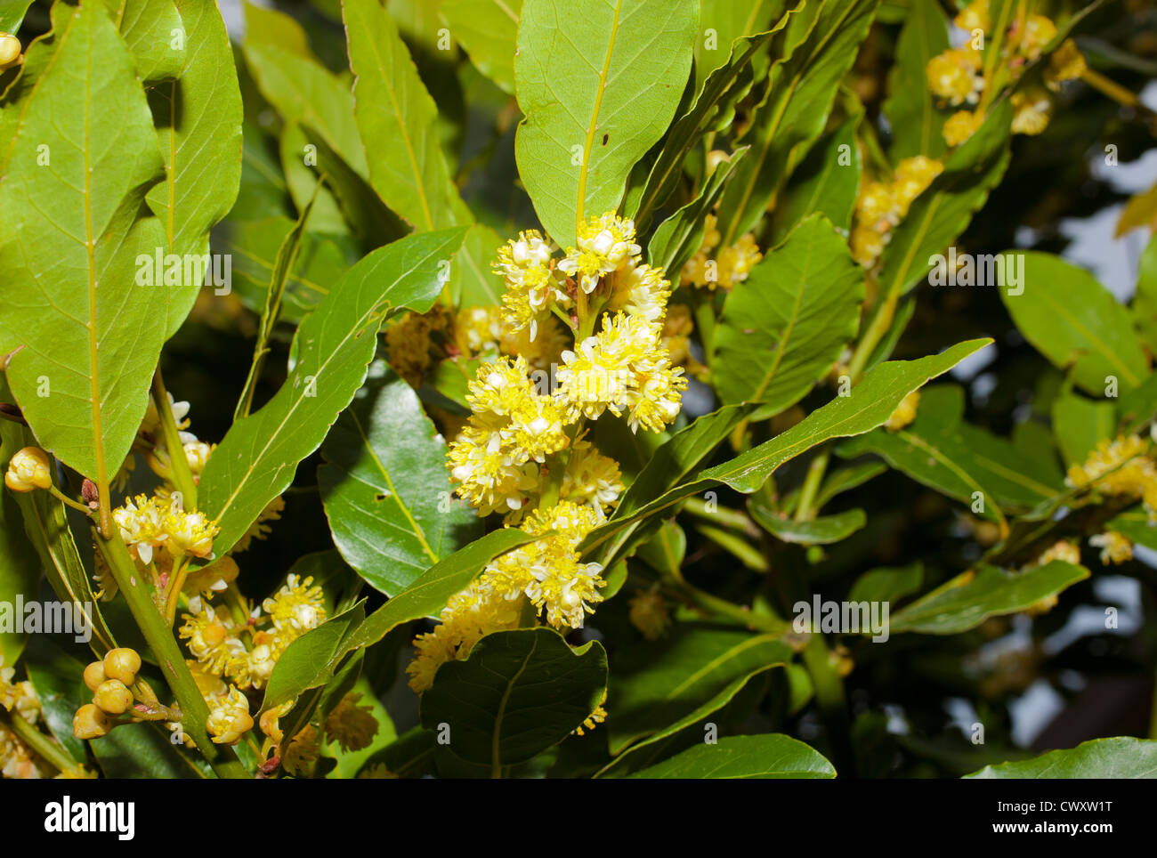 Bay Tree in bloom: (Laurus Nobilis) Stock Photo