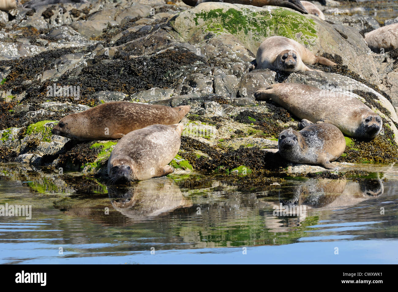 Common seals basking on rocks, Loch Alsh, Scotland Stock Photo
