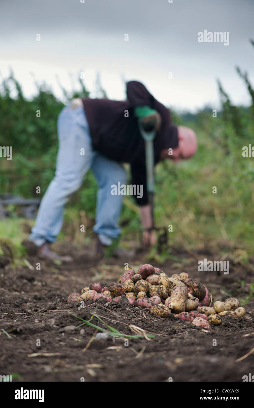 Gardener digging up King Edward and Desiree potatoes in a garden Stock Photo