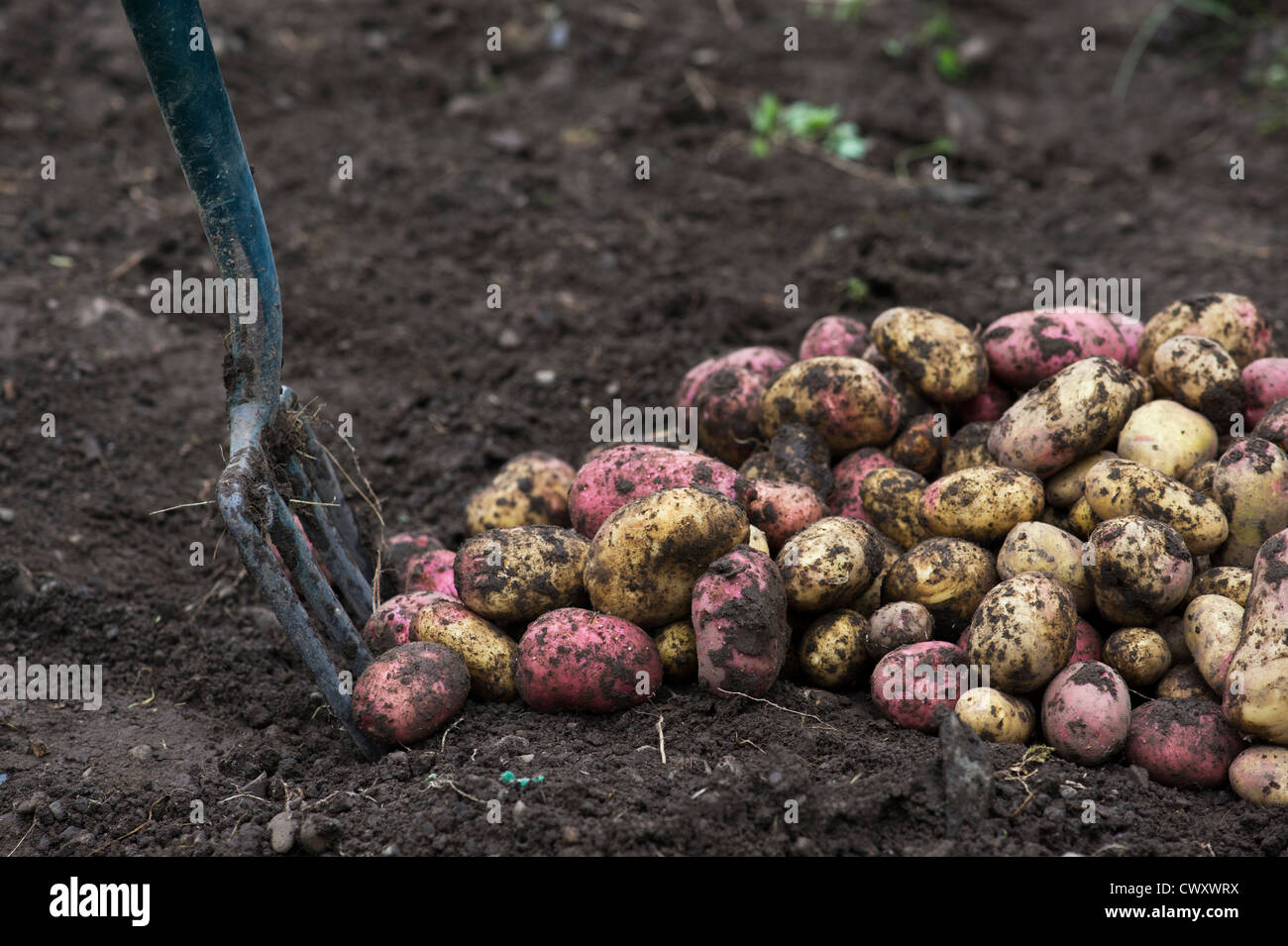 Harvested King Edward and Desiree potatoes in a garden Stock Photo
