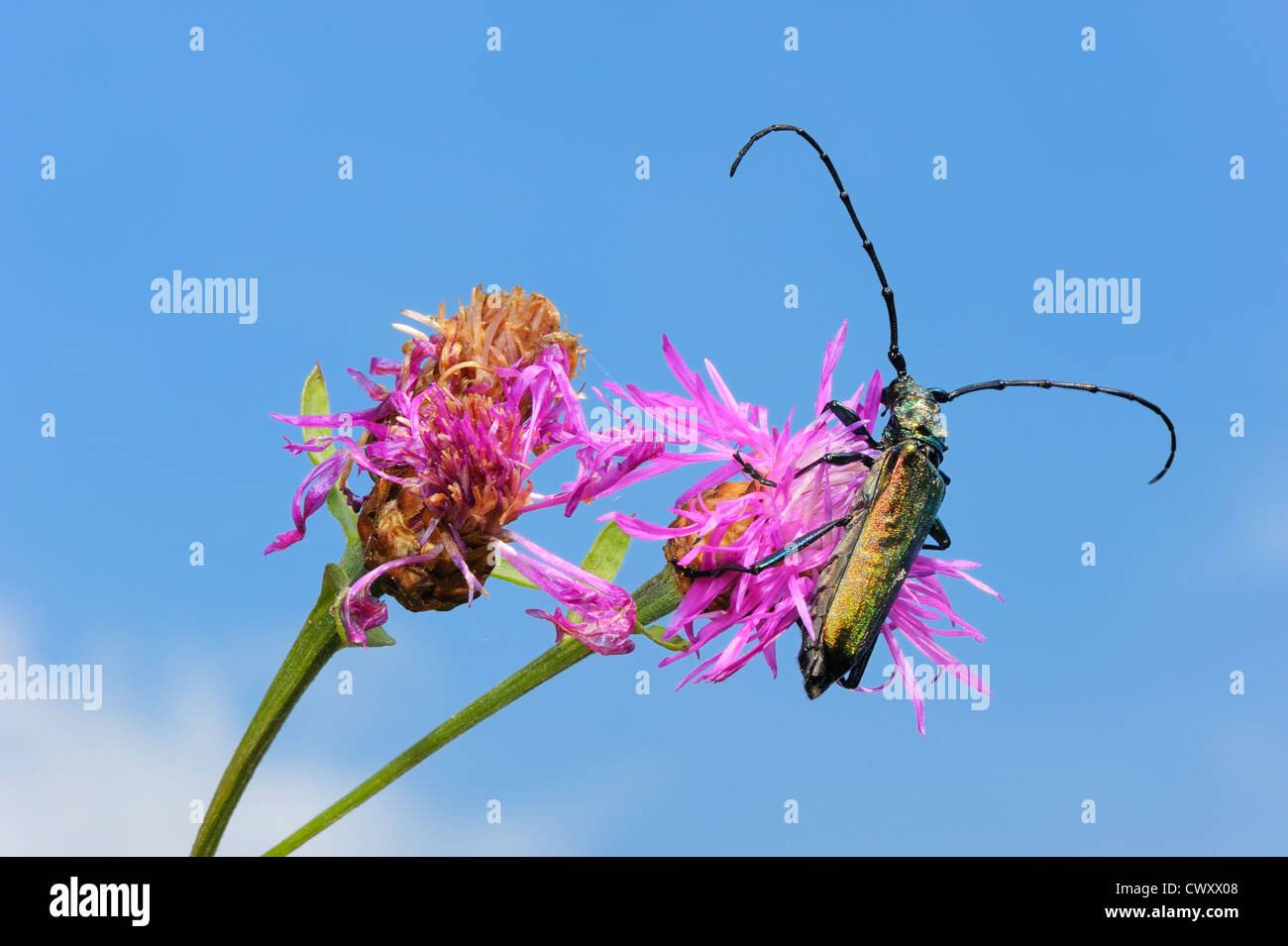 Longhorn beetle Aromia moschata on flower Centaurea pratensis. Stock Photo