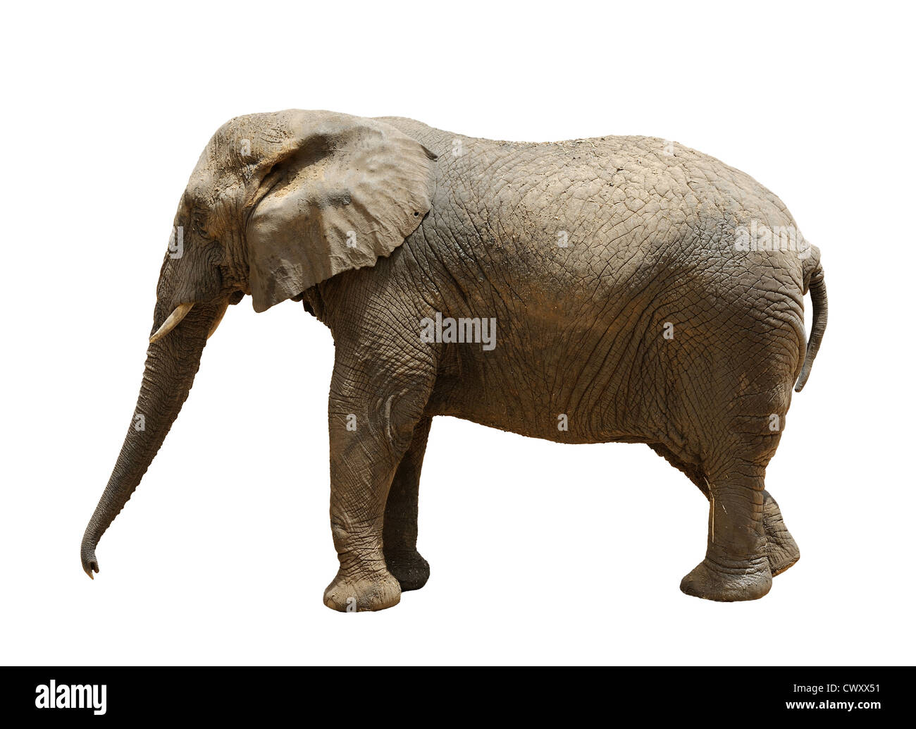 Elephant, largest land animal in the zoo Stock Photo - Alamy