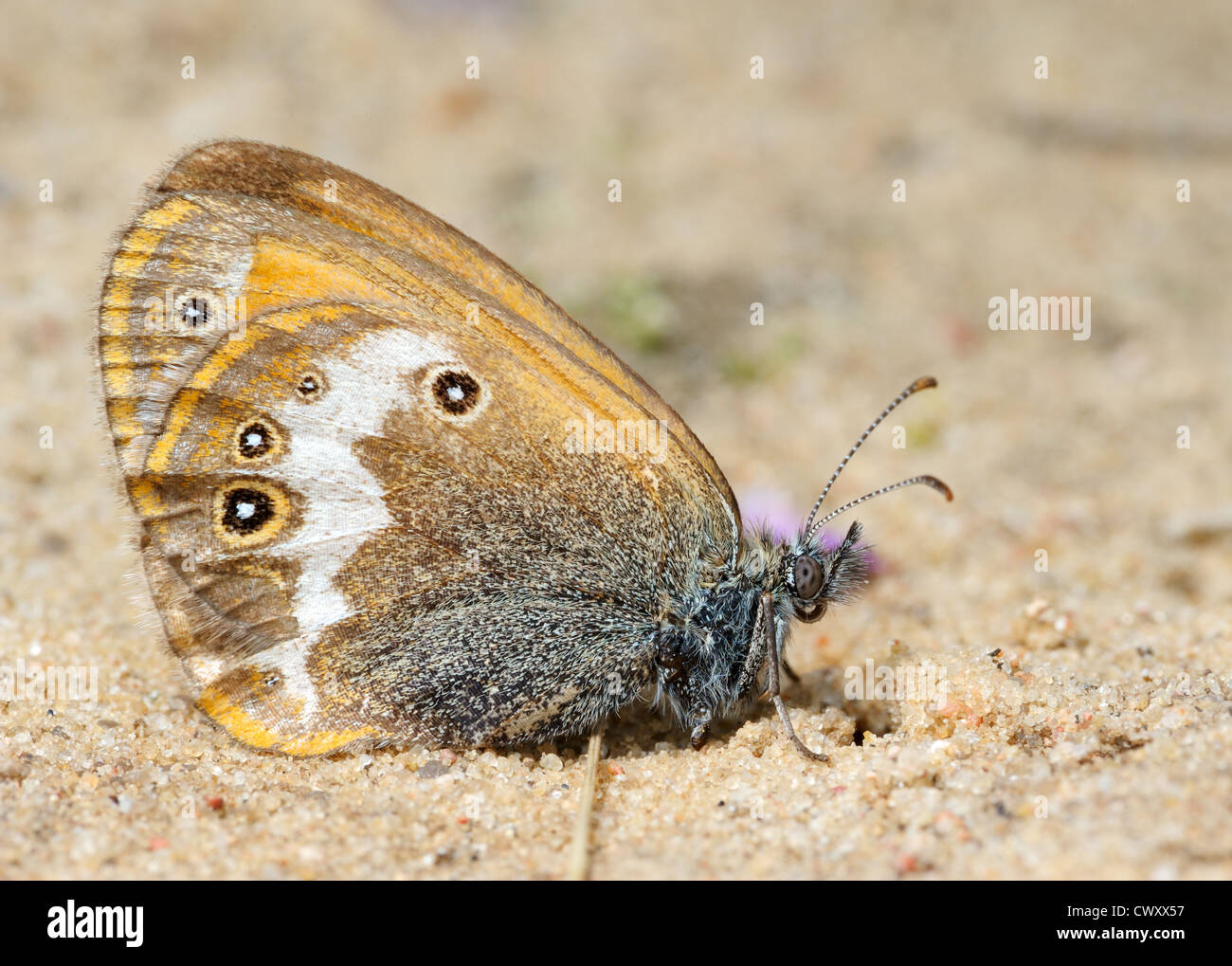 Small brown butterfly (Meadow Brown) on the sand Stock Photo