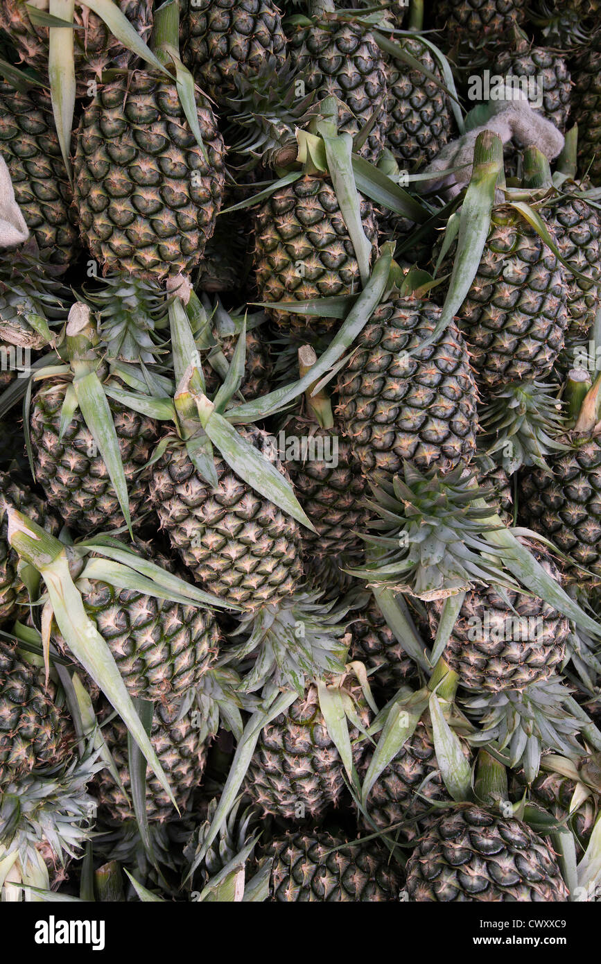 Pineapples for sale in Thailand Stock Photo Alamy