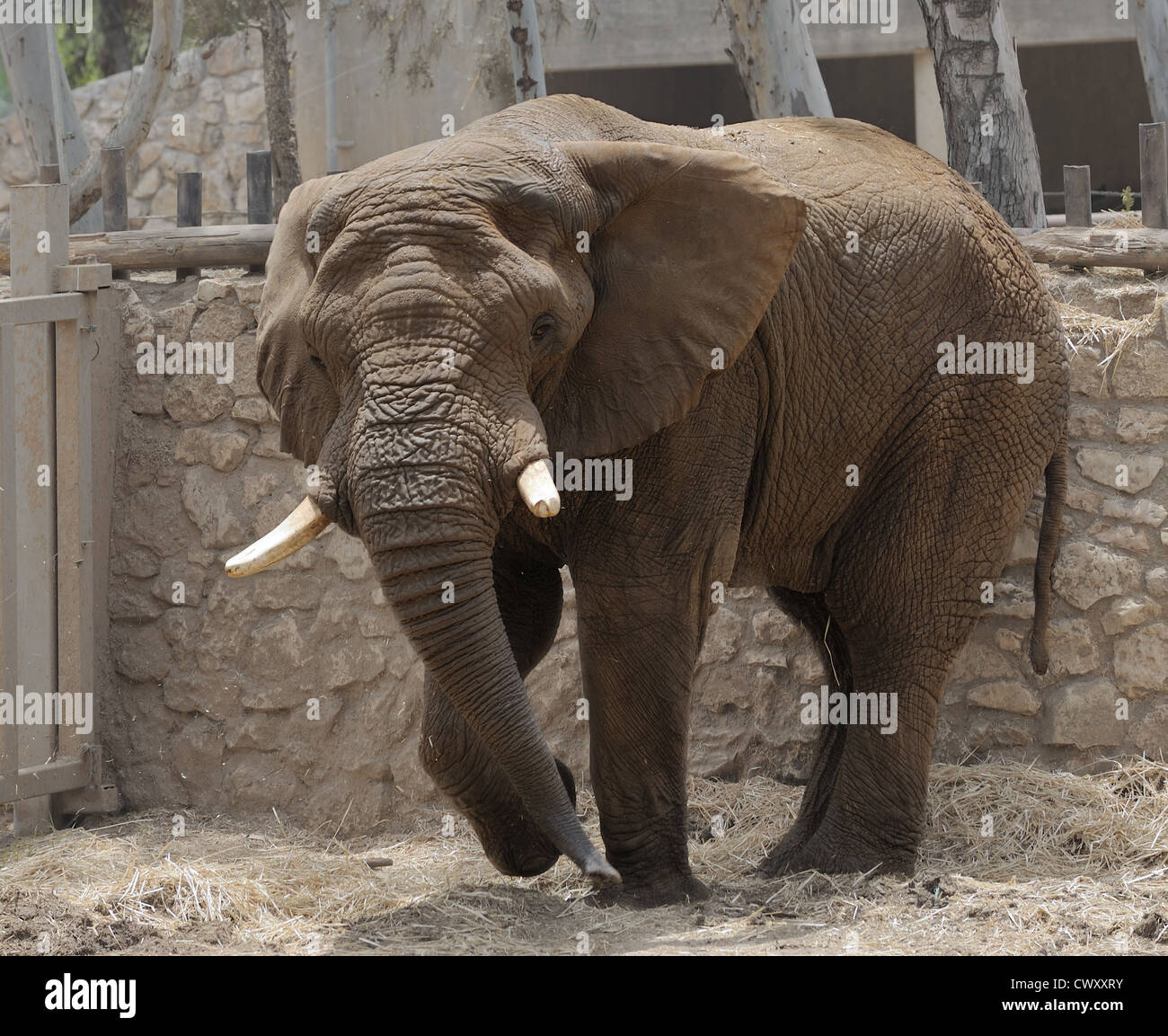 Largest land animal hi-res stock photography and images - Alamy Largest land animal hi-res stock photography and images - Alamy