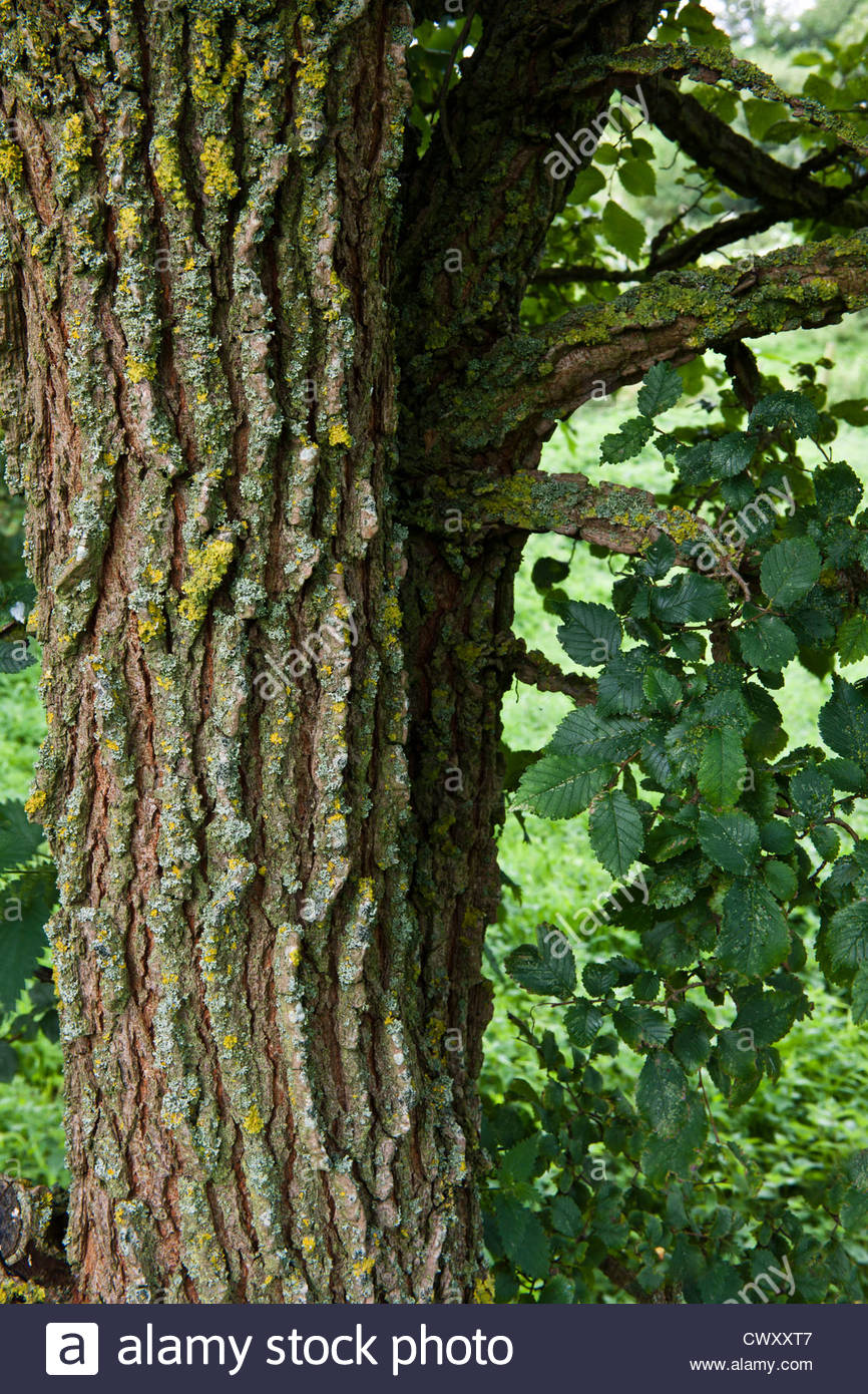 English Elm Stock Photos & English Elm Stock Images Alamy