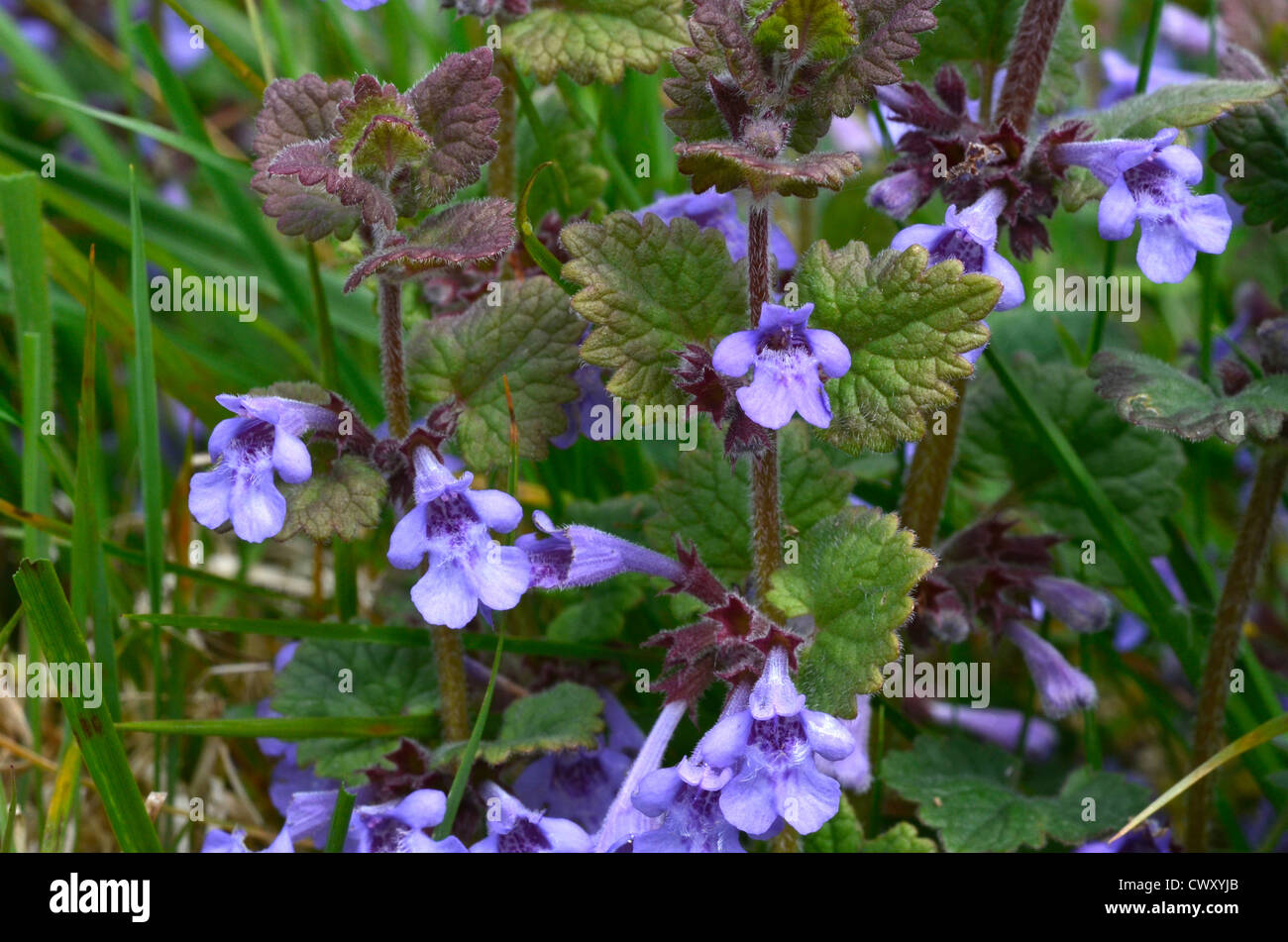 Foliage and flowers of Ground Ivy / Glechoma hederacea. Leaves have a minty flavour and were used as a tea substitute. Stock Photo