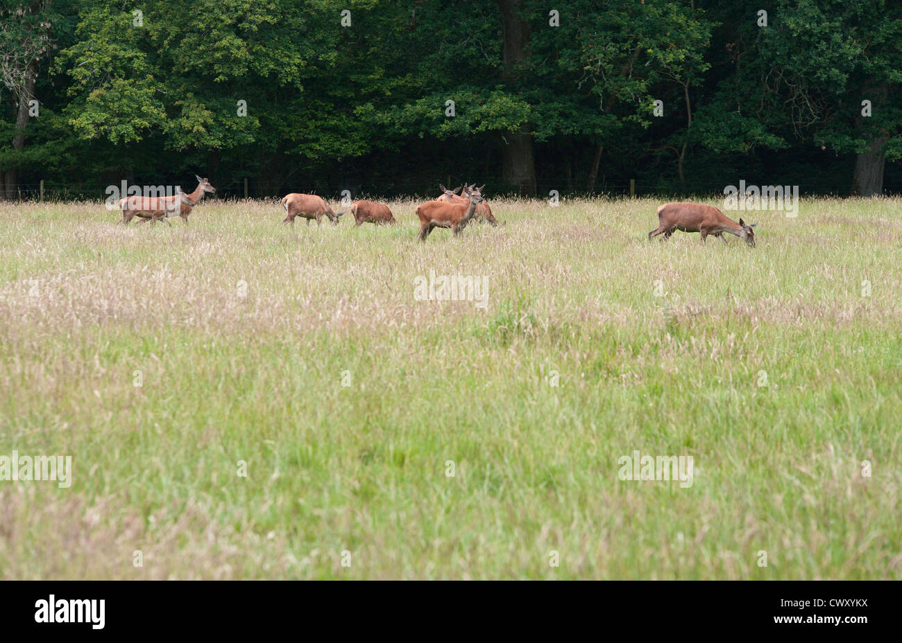 Herd of Roe deer grazing in the New Forest Stock Photo - Alamy