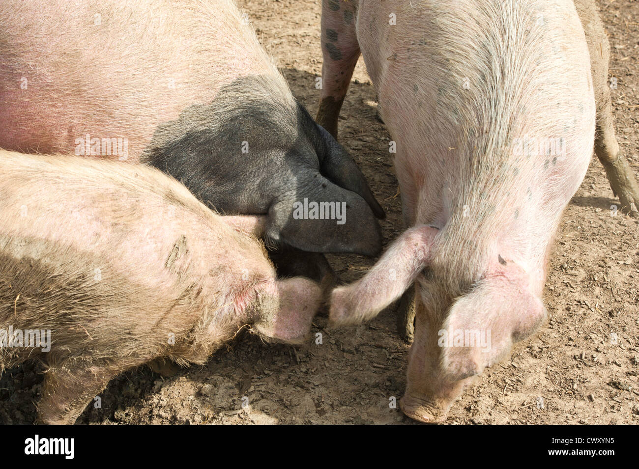 Three pigs feeding on pig nuts Stock Photo Alamy