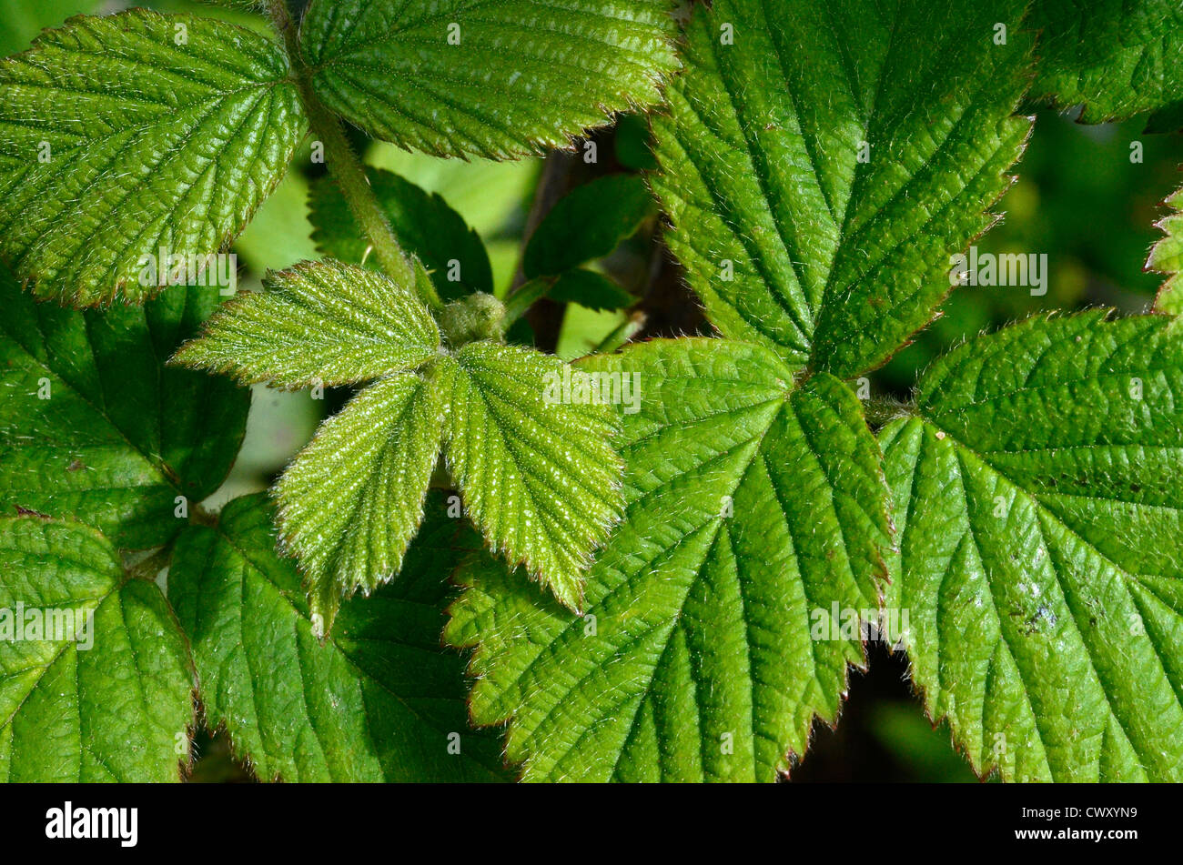 Leaves / foliage of Bramble / Rubus fruticosus agg. Medicinal plant once used for herbal remedies, while familiar Blackberry fruits used as food. Stock Photo