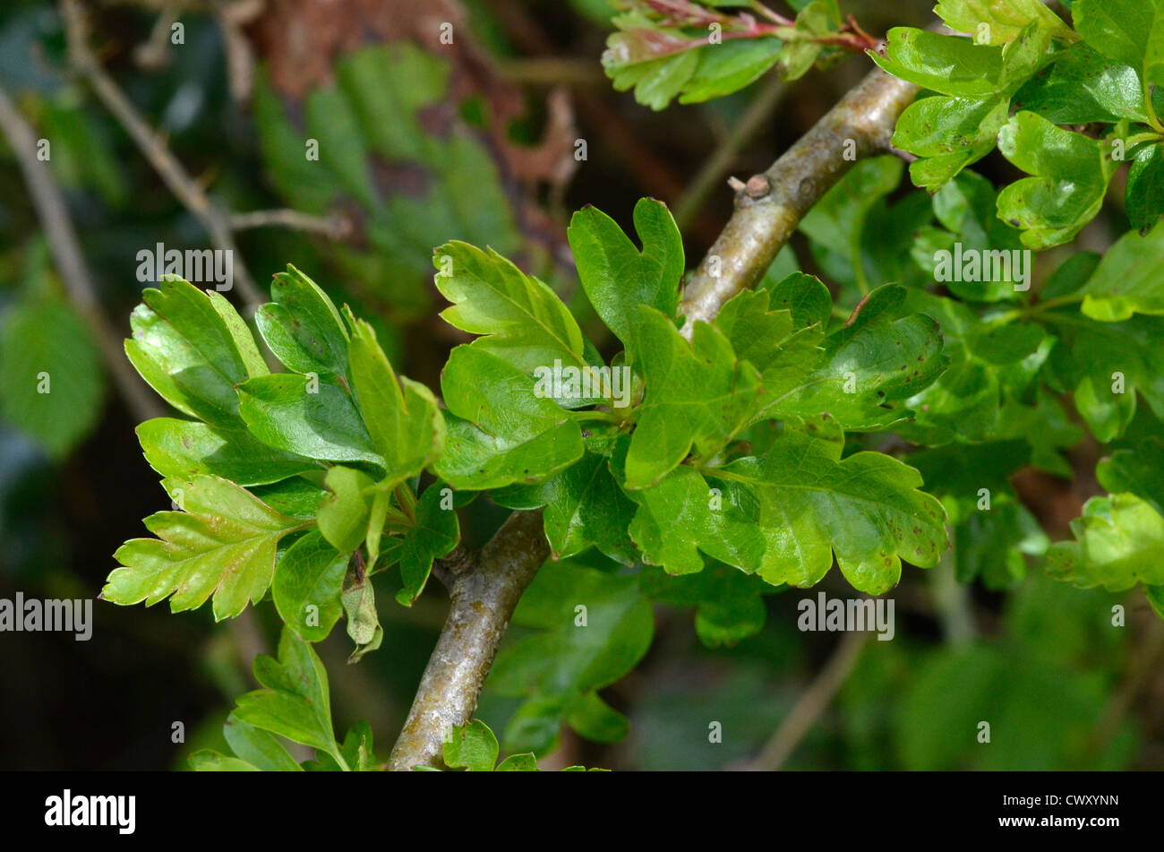 Leaves / foliage of Hawthorn tree / Crataegus monogyna. Stock Photo