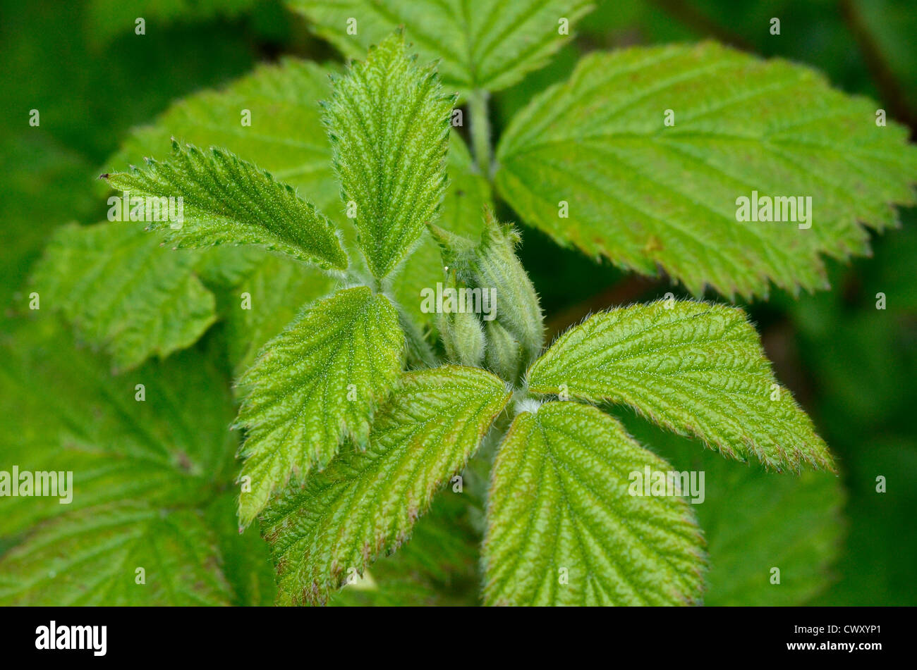 Leaves / foliage of Bramble / Rubus fruticosus agg. Medicinal plant once used for herbal remedies, while familiar Blackberry fruits used as food. Stock Photo