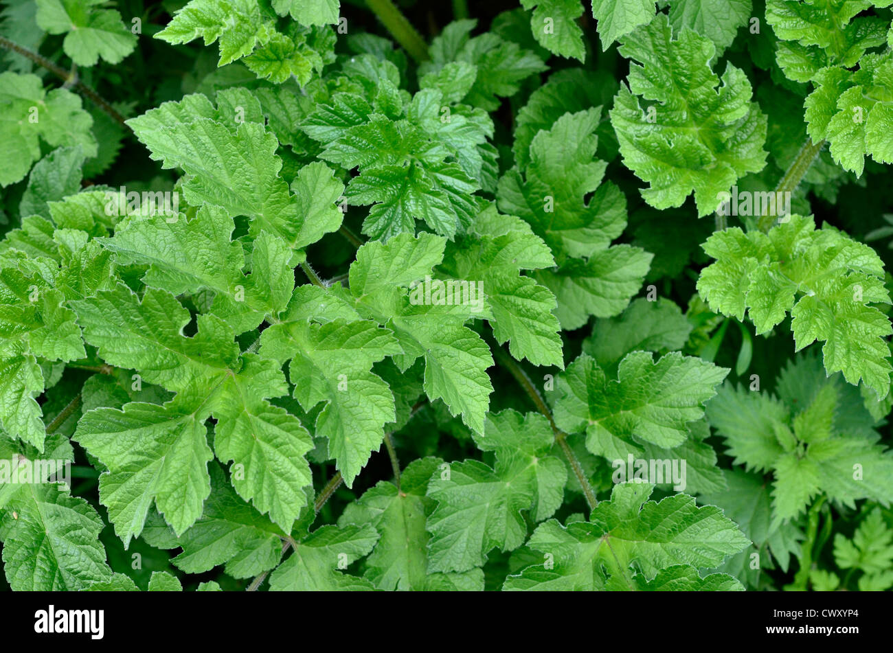 Early leaves / foliage of Hogweed / Cow Parsnip (Heracleum sphondylium) Stock Photo
