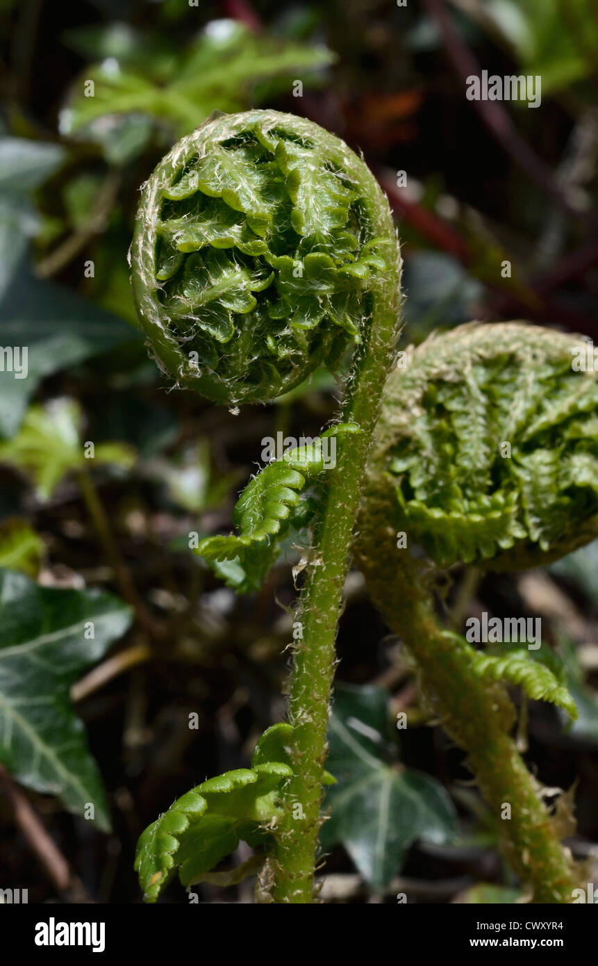 Fiddleheads / leaves / foliage of Bracken (Pteridium aquilinum). Fern