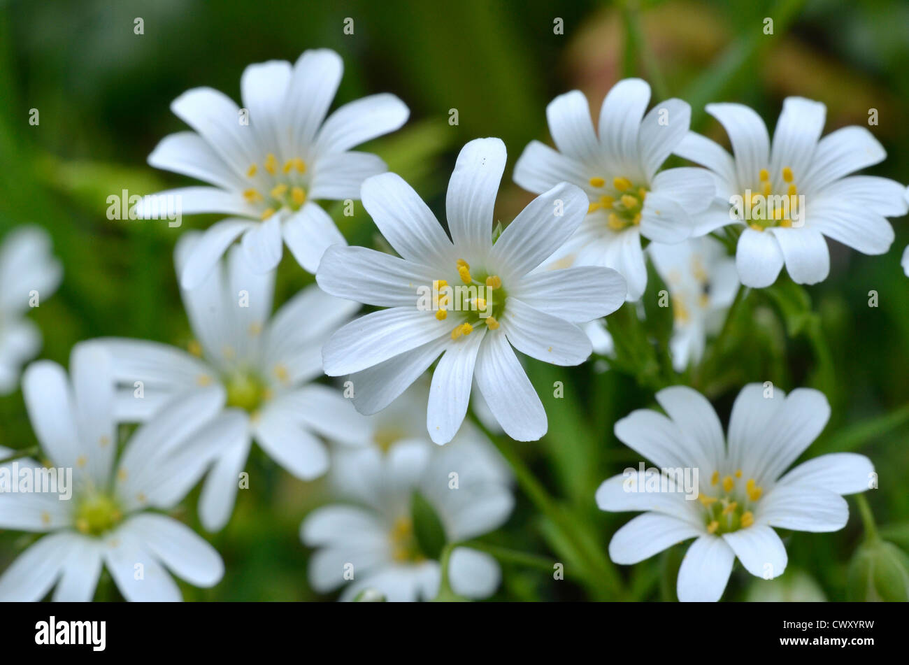 Flowers of Greater Stitchwort / Stellaria holostea. Former medicinal plant used in herbal remedies. Stock Photo