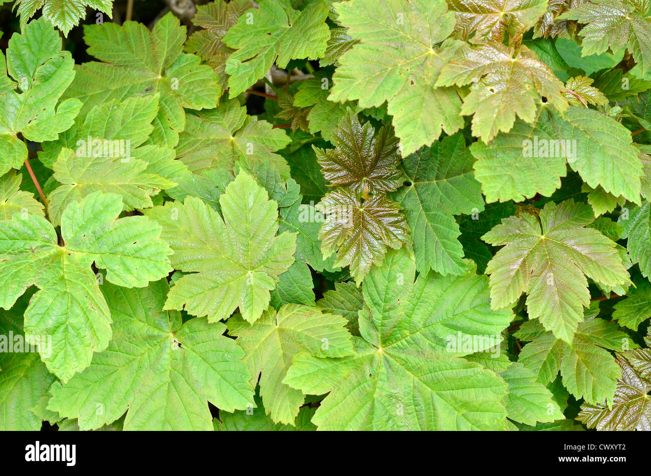 Leaves / foliage of Sycamore / Acer pseudoplatanus. Sycamore is a member of the Maple family. Stock Photo