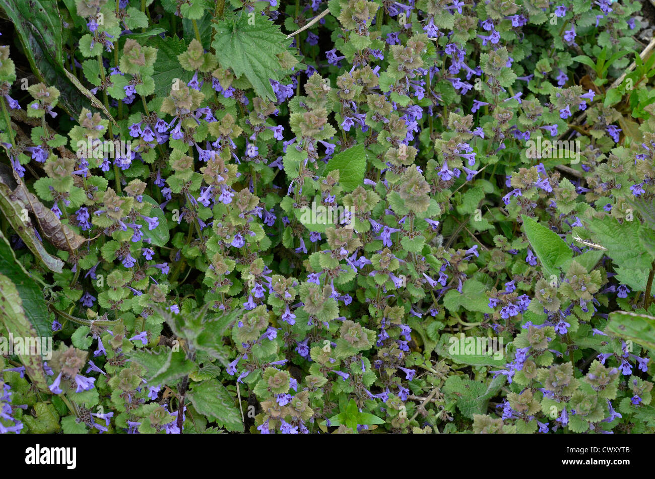 Lierre High Resolution Stock Photography And Images Alamy