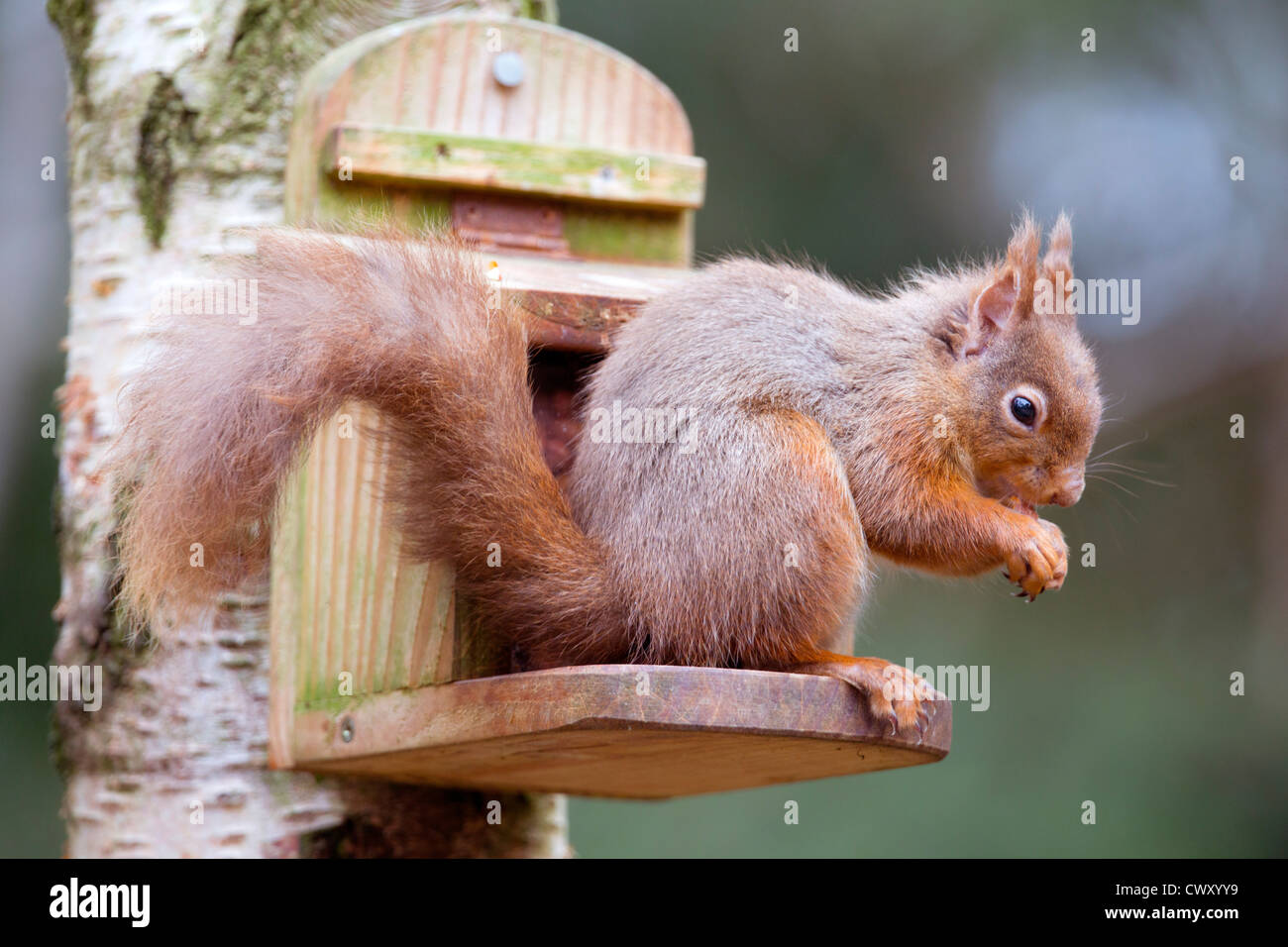 Red Squirrel; Sciurus vulgaris; at peanut feeder; Scotland; UK Stock Photo