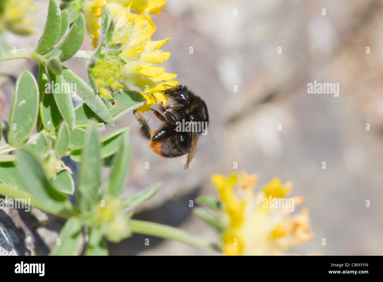 Red Tailed Bumble Bee; Bombus lapidarius; on kidney vetch; UK Stock Photo