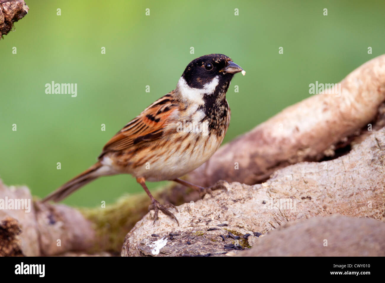 Reed Bunting; Emberiza schoeniclus; UK; male Stock Photo