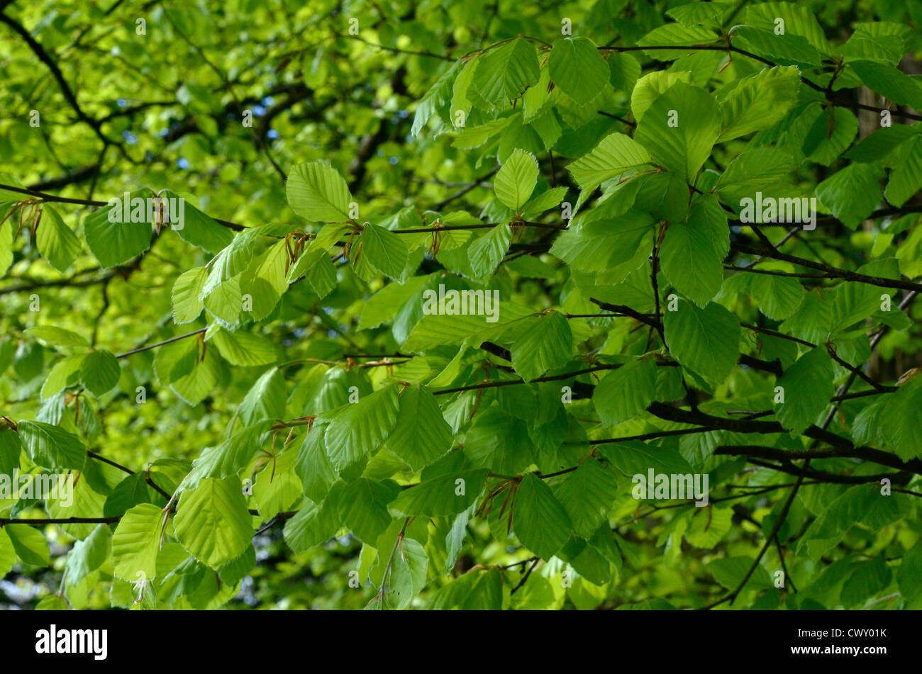 Foliage of Beech / Fagus sylvatica in beech hedge. Stock Photo