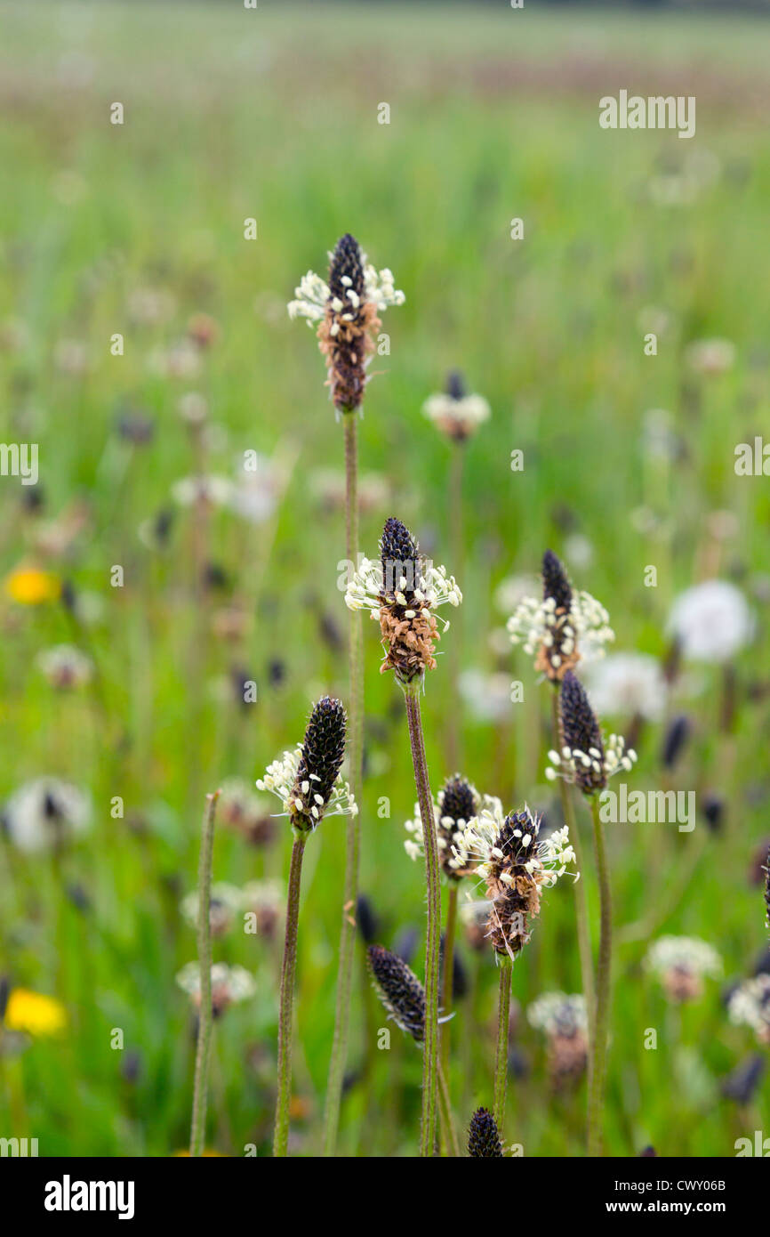 Ribwort Plantain; Plantago lanceolata; meadow; UK; summer Stock Photo
