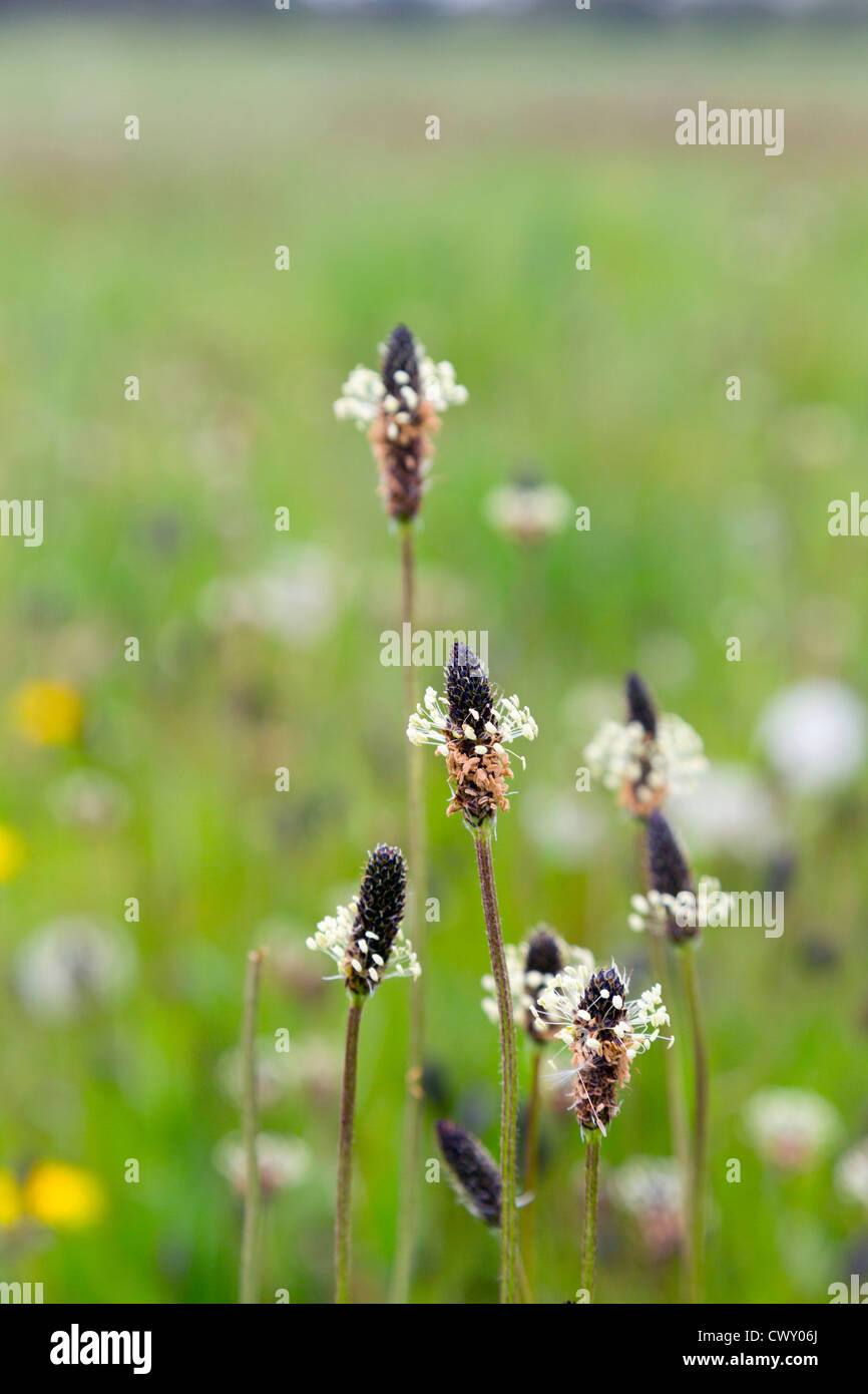 Ribwort Plantain; Plantago lanceolata; meadow; UK; summer Stock Photo