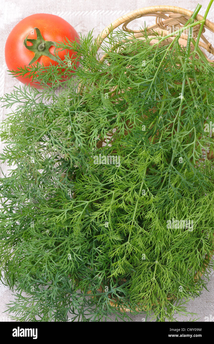 The bunch of dill and a tomato Stock Photo Alamy