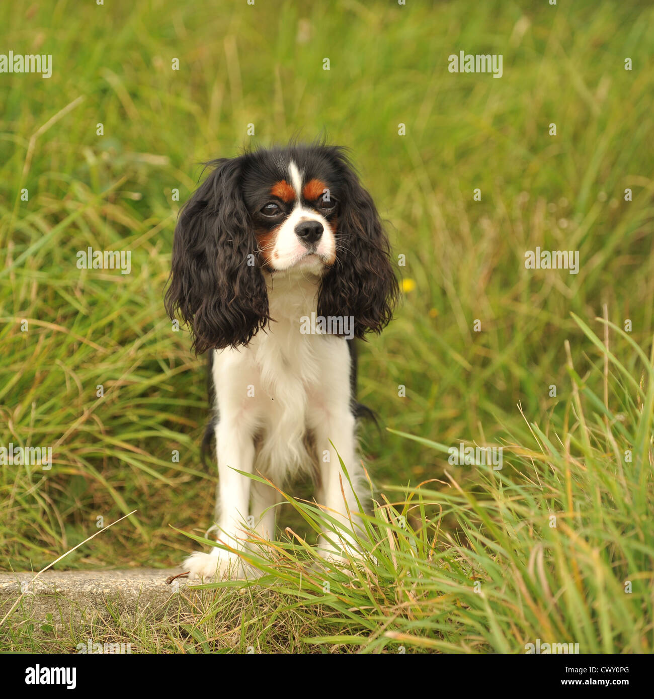 cavalier king charles spaniel Stock Photo Alamy