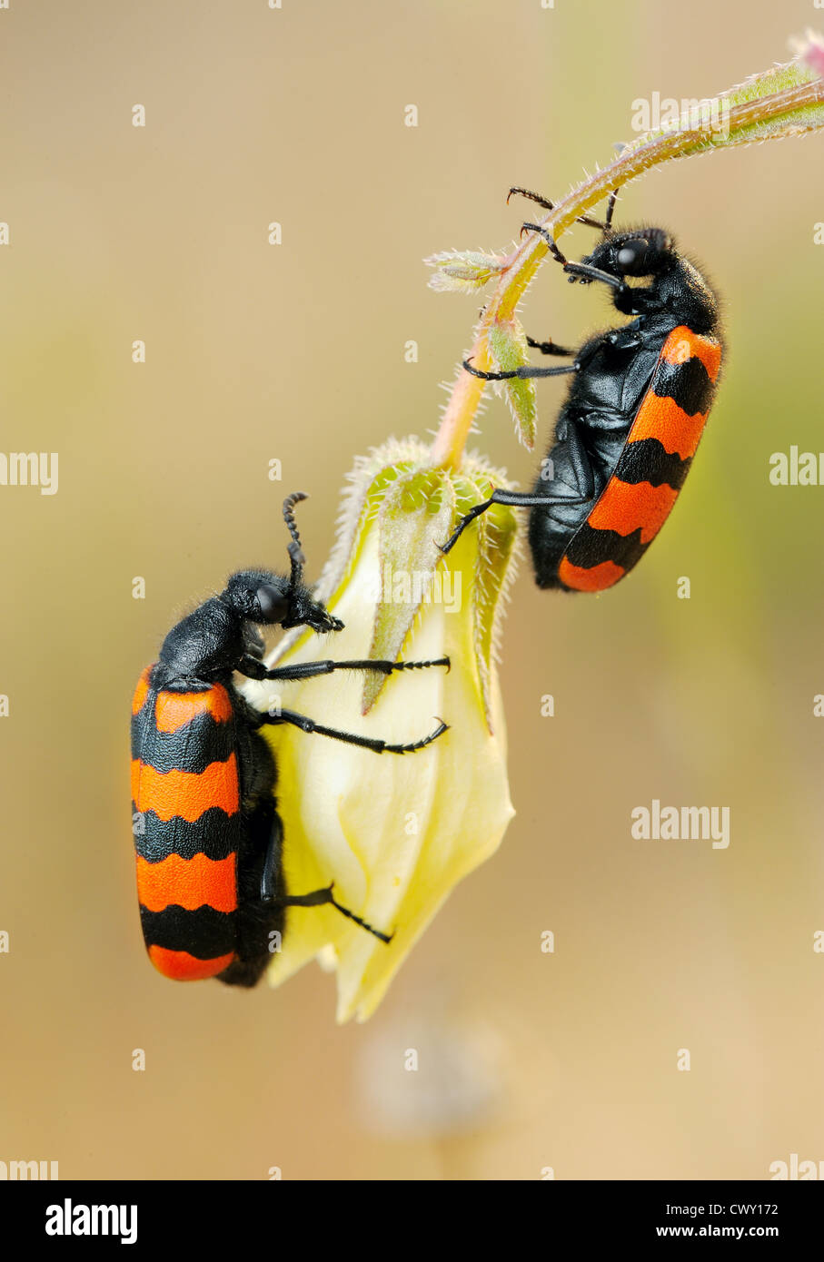 Poisonous blister beetles with bright black and red hires stock