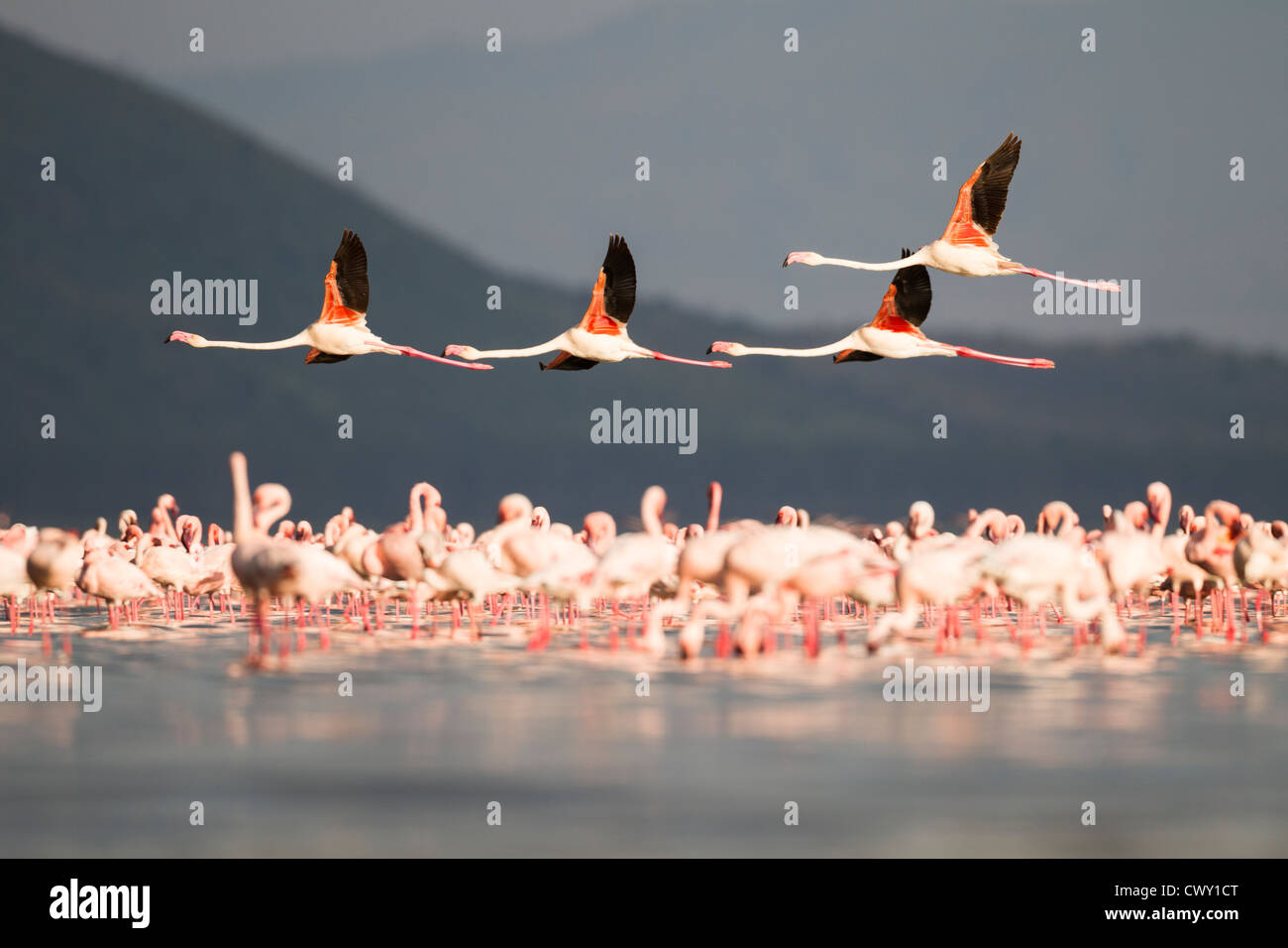 Four Greater Flamingos flying over a Lesser Flamingo colony, Lake Nakuru, Lake Nakuru National Park, Kenya, East Africa Stock Photo