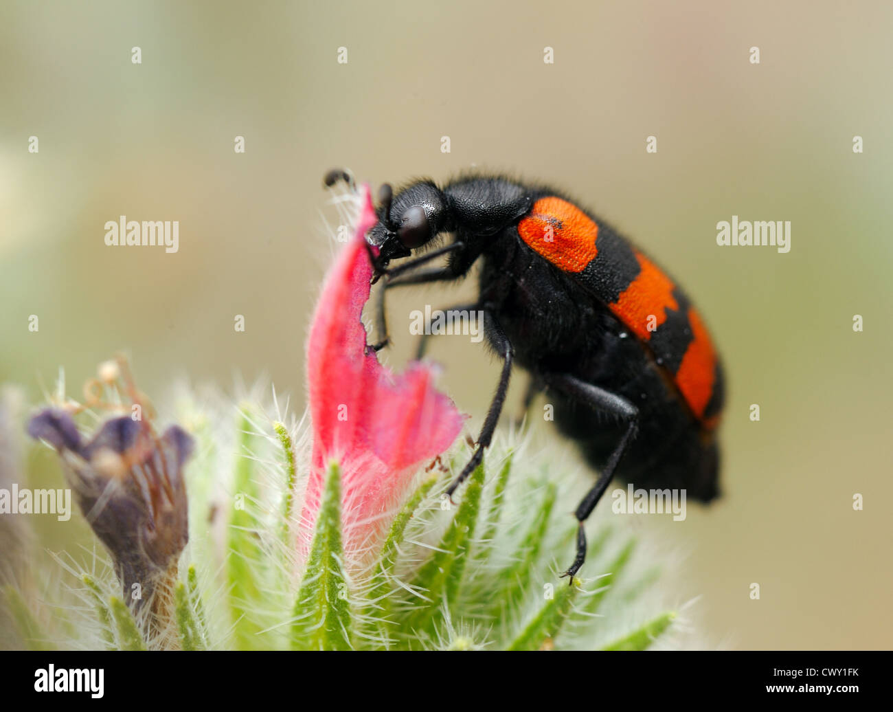 Poisonous blister beetles with bright black and red warning coloration
