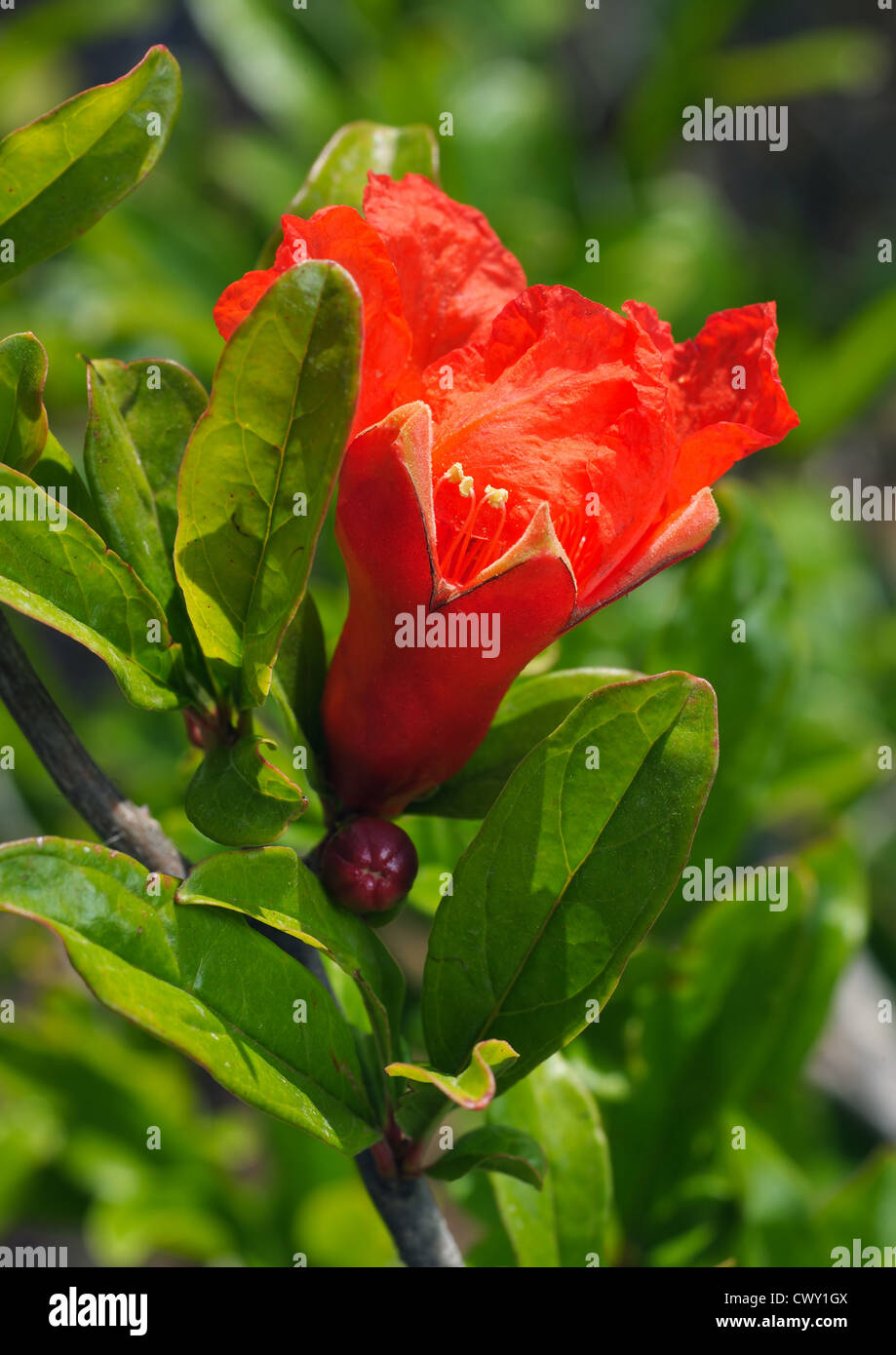 SE版IMMORTAL POMEGRANA（Article 186: Botany - The Geometry of 