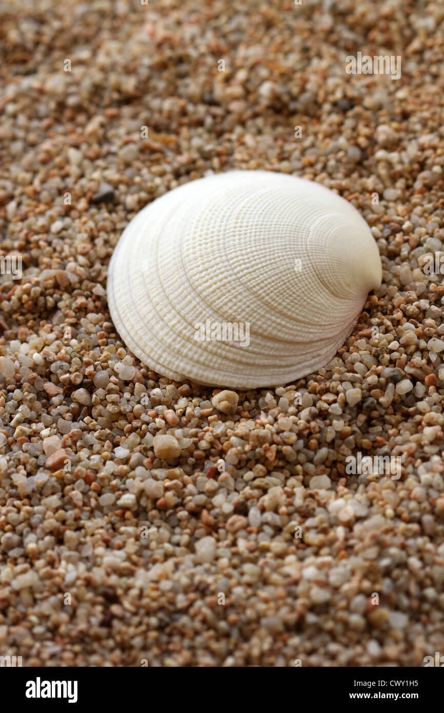 Seashell sea life animal hi-res stock photography and images - Alamy