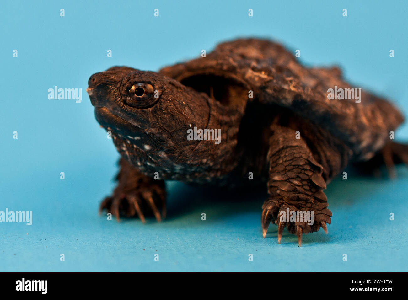 Hatchling Snapping Turtle (Chelydra serpentina) Stock Photo