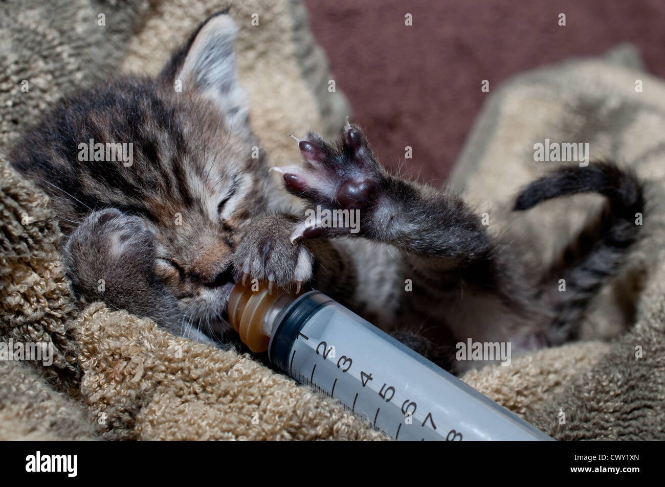 Kitten Falling to Sleep Stock Photo Alamy