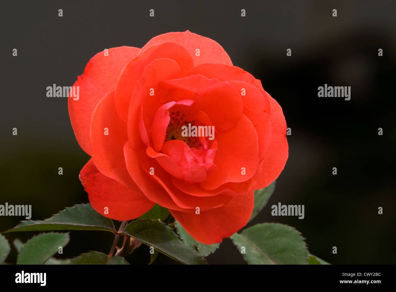 Light-red rose blossom (close up) Stock Photo