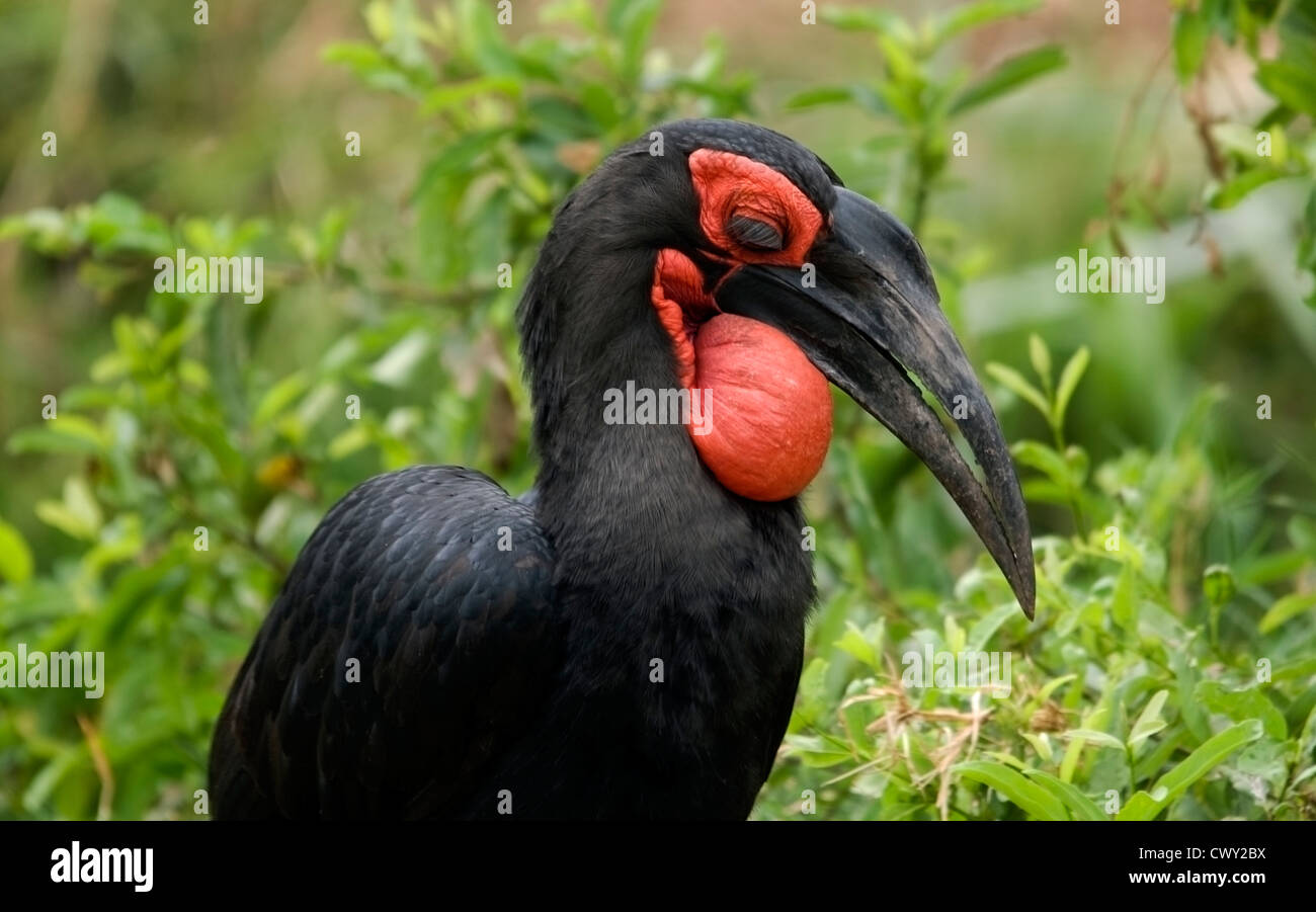 Ground Hornbill with remarkable eye lashes Stock Photo